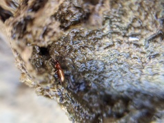 Elaphropus