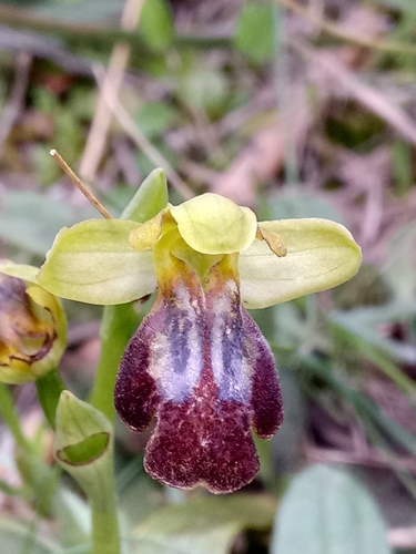 Ophrys fusca subsp. fusca image