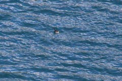 Podiceps occipitalis juninensis