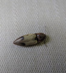 Stropenron hamata