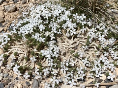 Linanthus caespitosus