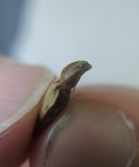 Stropenron hamata