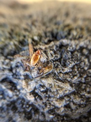 Elaphropus