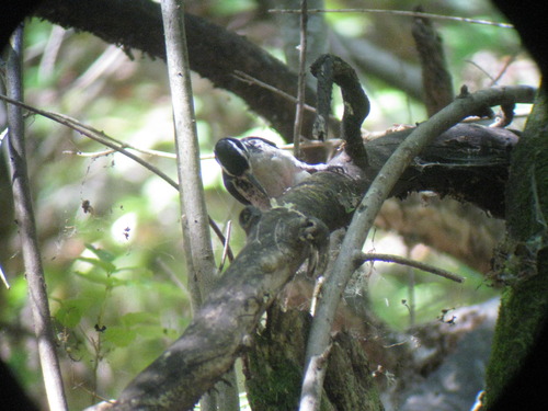 Leuconotopicus villosus