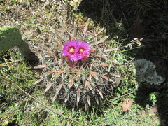 Ferocactus latispinus