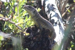 Stenocercus guentheri