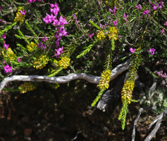 Thymelaea coridifolia