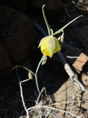 Calochortus raichei