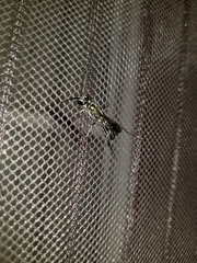 Chalybion zimmermanni