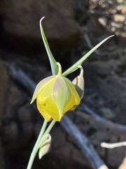 Calochortus raichei