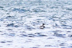 Podiceps occipitalis juninensis