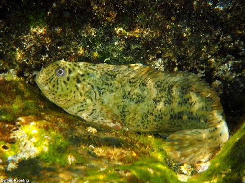 Rusty Blenny