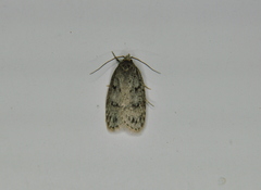Semioscopis megamicrella