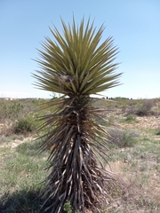 Yucca torreyi
