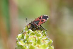 Lasiocoris anomalus