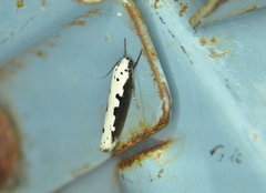 Ethmia bipunctella