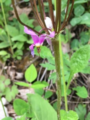 Primula fassettii