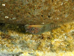 Lepadogaster lepadogaster