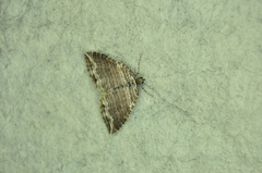 Anticlea multiferata