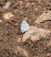 Celastrina echo sidara