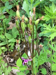 Primula fassettii