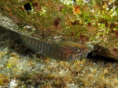 Lepadogaster lepadogaster