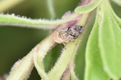 Philaenus spumarius