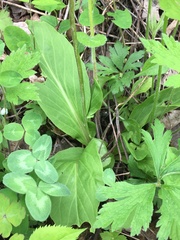 Primula fassettii