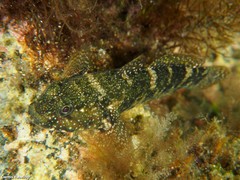 Mauligobius maderensis