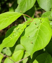 Eriophyes emarginatae