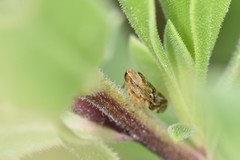 Philaenus spumarius