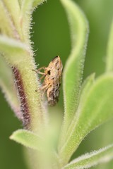 Philaenus spumarius