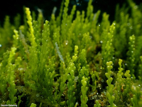 Caulerpa cylindracea
