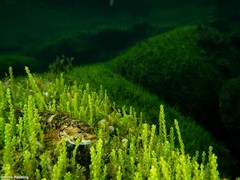 Mauligobius maderensis