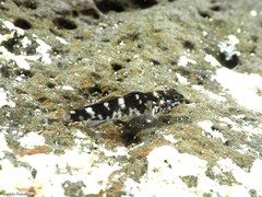 Mauligobius maderensis