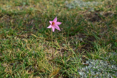 Image of Zephyranthes gracilifolia by (c) Lauu, some rights reserved (CC BY)