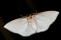 Orthoclydon praefectata