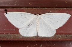 Orthoclydon praefectata