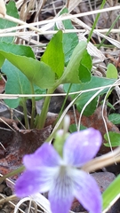Viola pedatifida