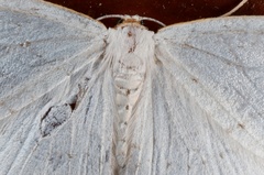 Orthoclydon praefectata