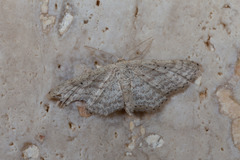Idaea elongaria