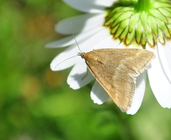 Pyrausta aerealis