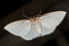 Orthoclydon praefectata