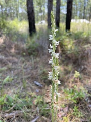 Spiranthes vernalis image