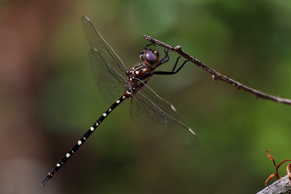 Archaeosynthemis