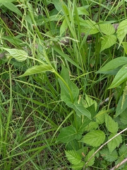 Vincetoxicum rossicum
