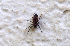 Alpaida leucogramma