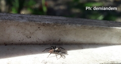 Araneae