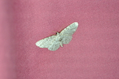 Aethalura intertexta