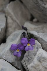 Viola cenisia